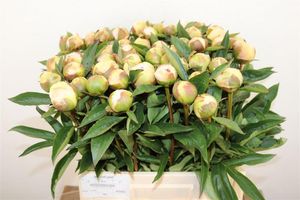 PIVOINE CHIFF PARFAIT 60